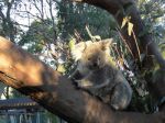 20100731-Australia-Sydney-ZooTaronga-53.jpg