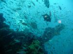 20100821-Townsville-Dive-SSYongala-2.jpg