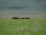 20101231-Tansania-Ngorongoro-National-Park-121.jpg