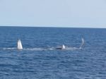 20100808-Australia-HerveyBay-WhaleWatching-37.jpg