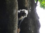 20110101-Tansania-Lake-Manyara-National-Park-60.jpg